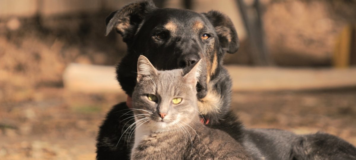 hond en kat