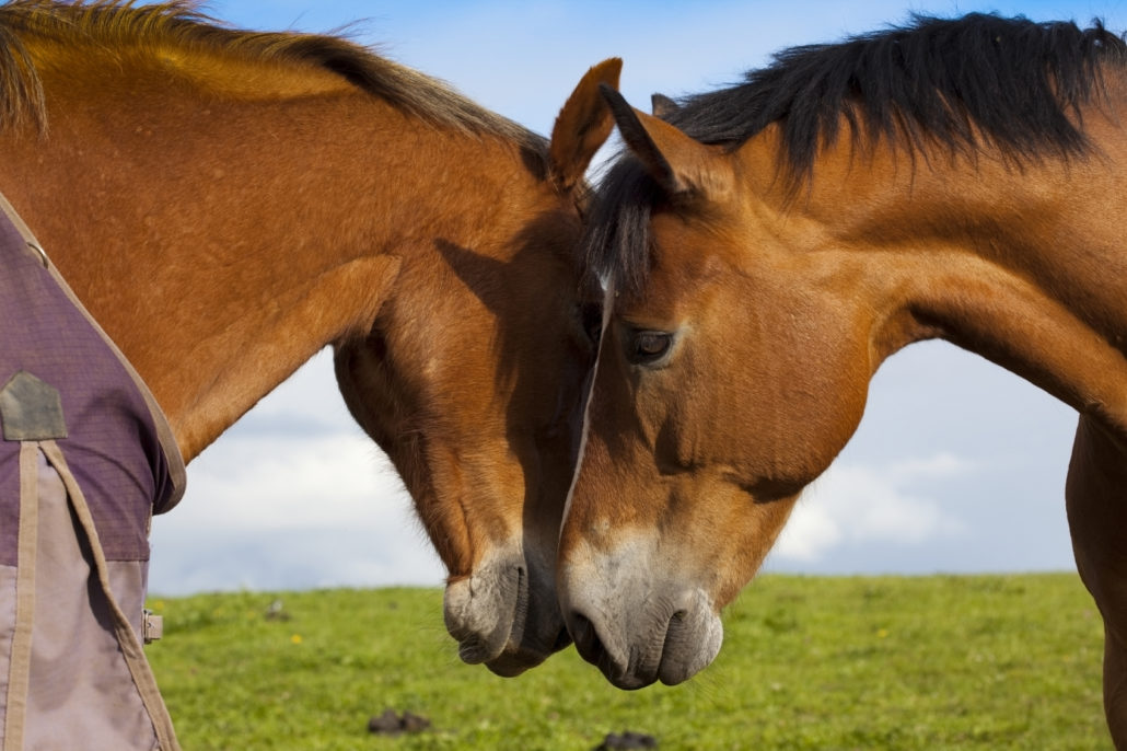 paarden sociaal