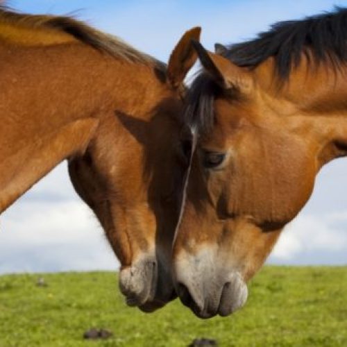 paarden sociaal