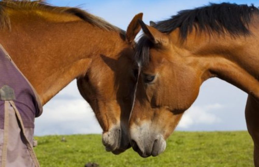 paarden sociaal