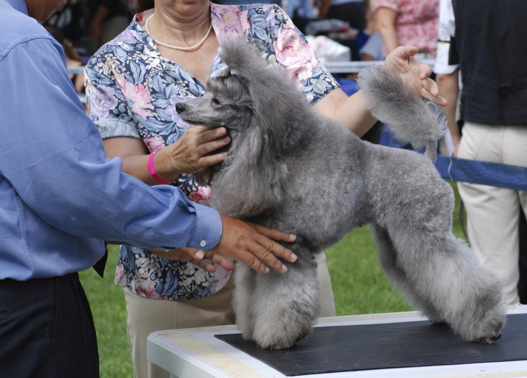 rasdierenshows