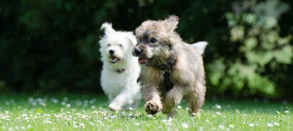 spelende honden