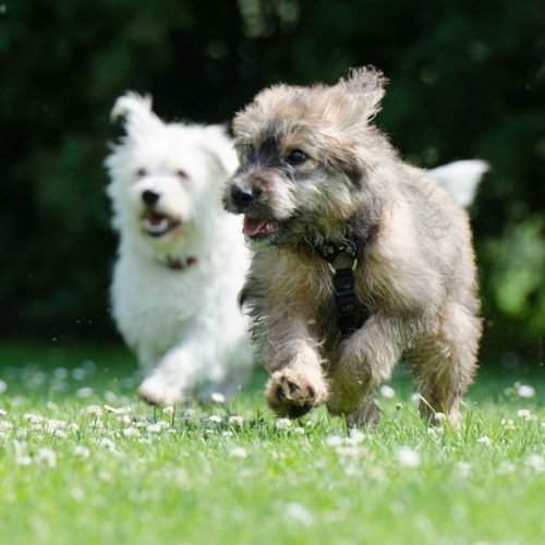 spelende honden