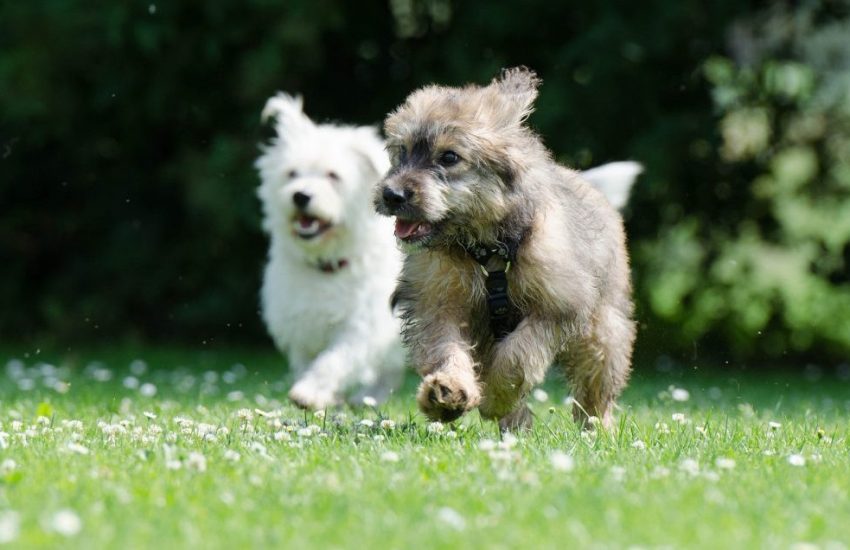 spelende honden