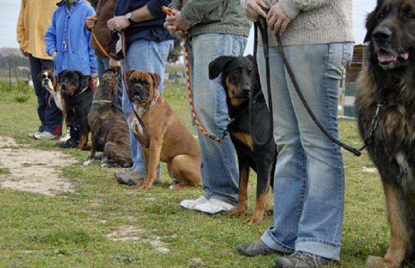 honden halsband