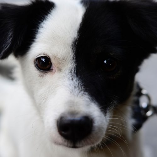 hond kopen