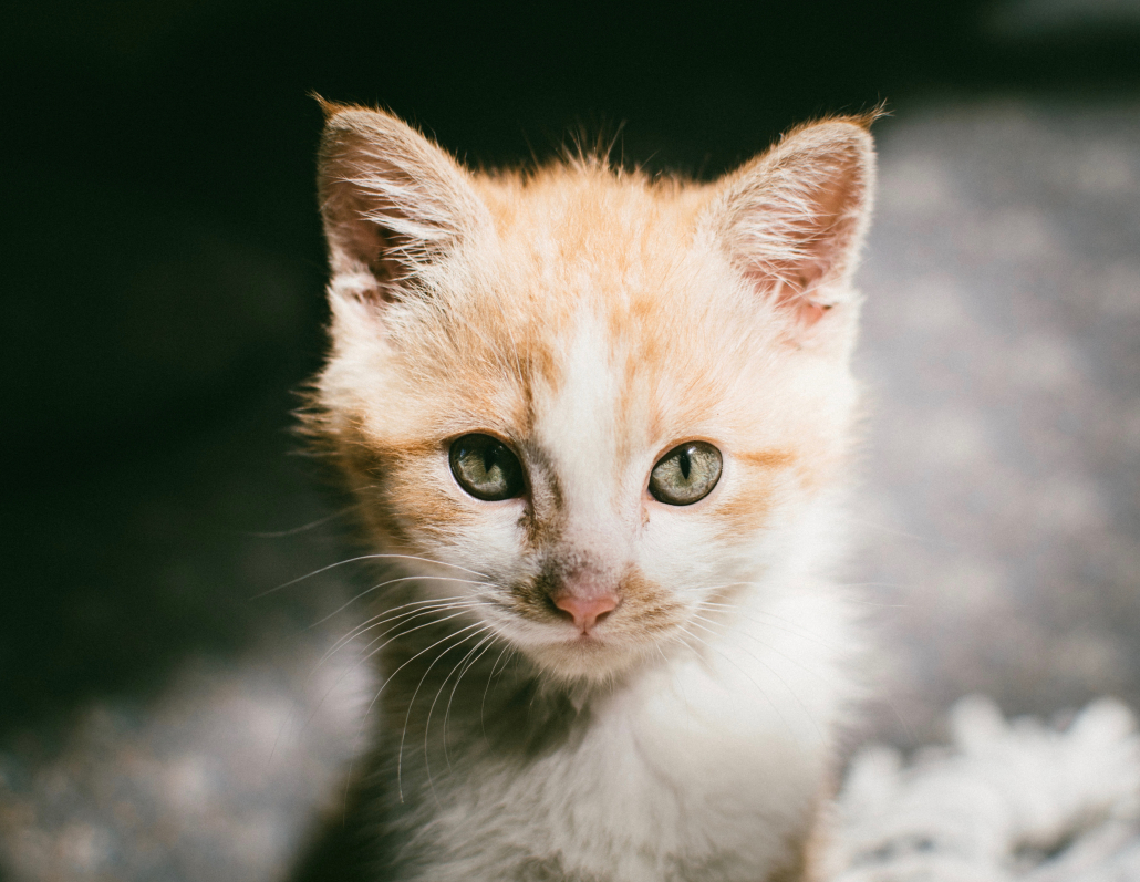 kat kitten