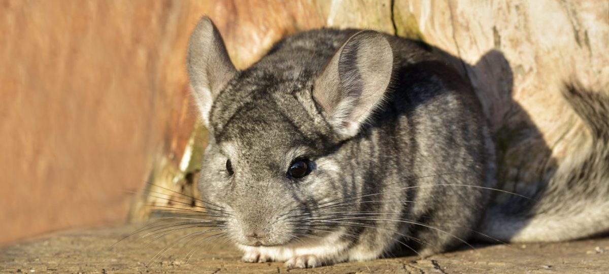 chinchilla