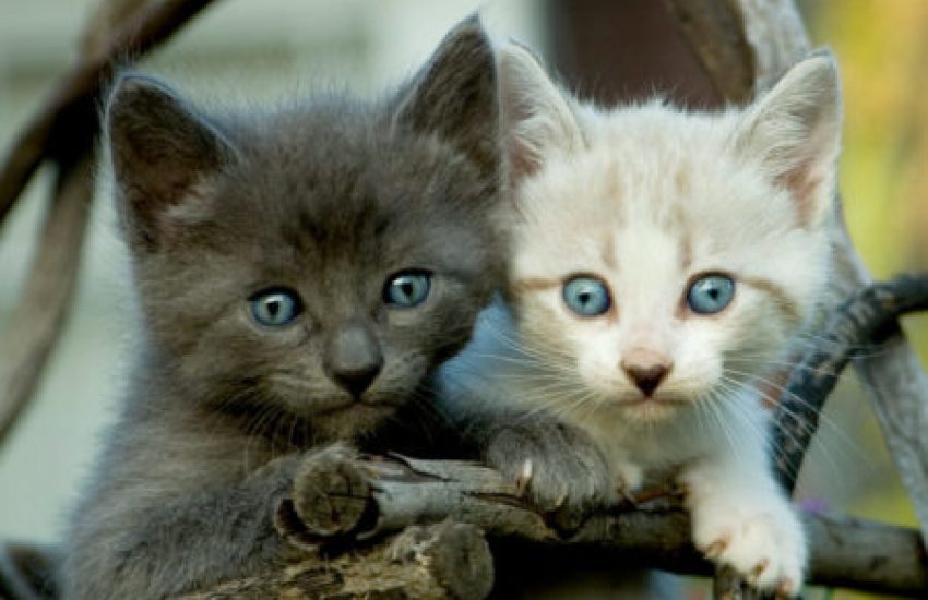 Zwerfkatten