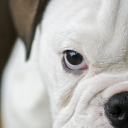 rashond bulldog