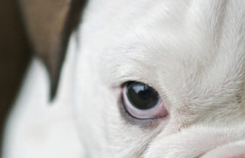 rashond bulldog