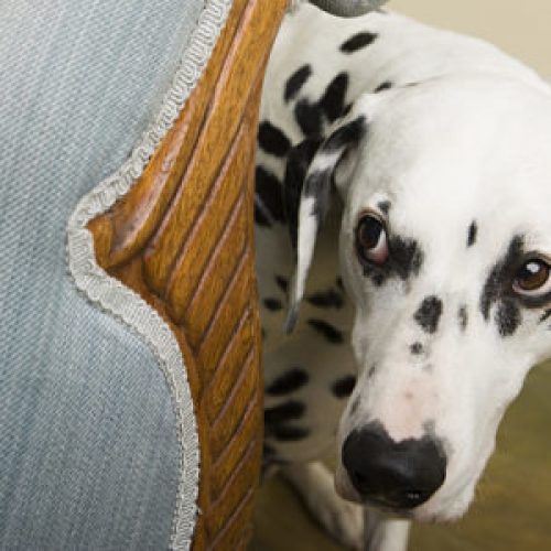 hond bang vuurwerk
