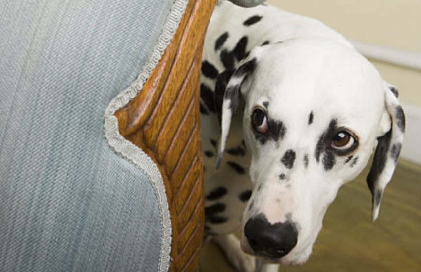 hond bang vuurwerk