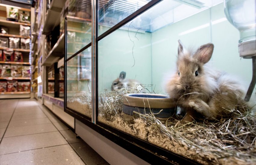 dierenhandel stop de verkoop in winkels