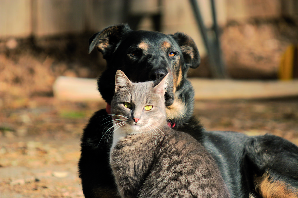 hond en kat