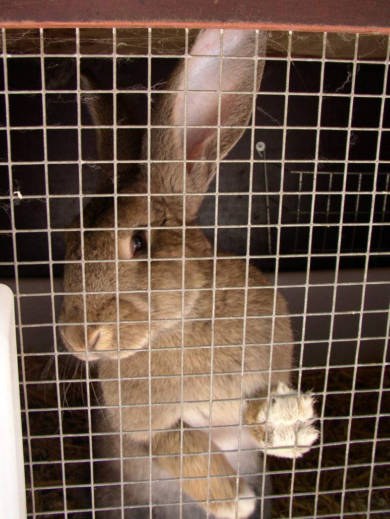 Konijn hok dierenleed