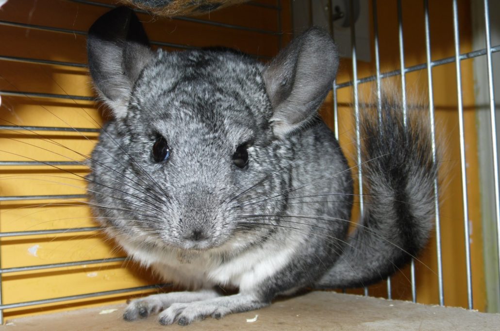 chinchilla