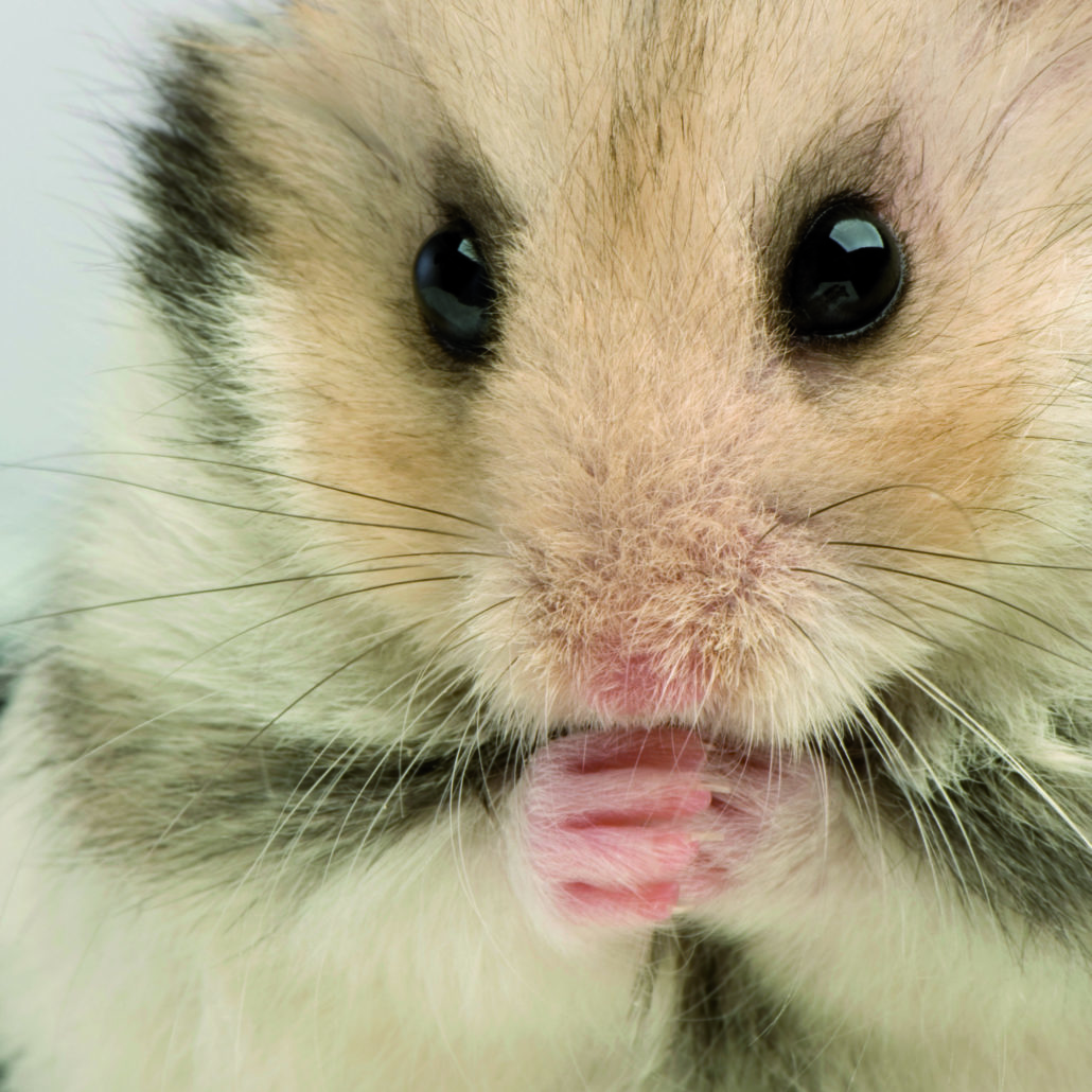 hamster hamsteren