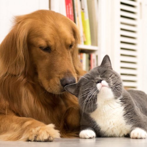 hond en kat