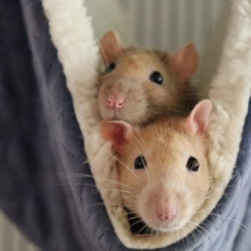 rat sociaal