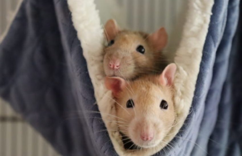 rat sociaal