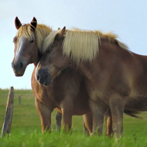 paarden sociaal
