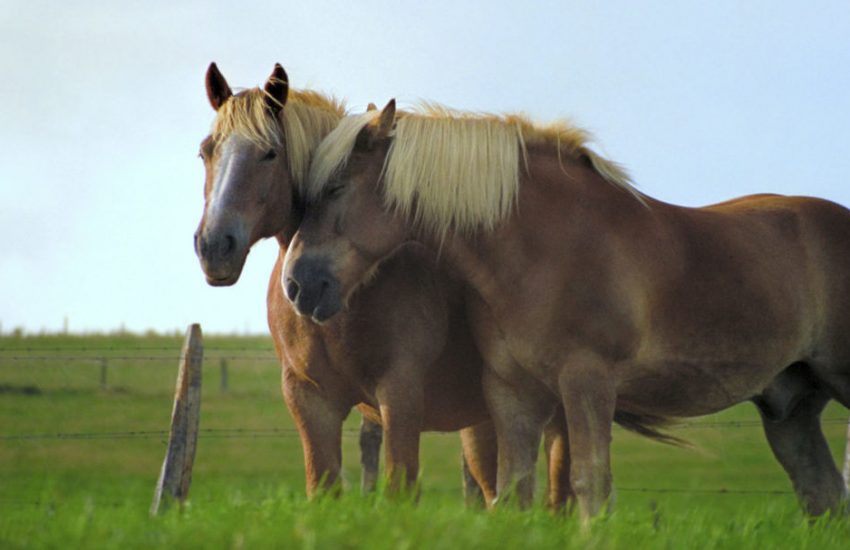 paarden sociaal