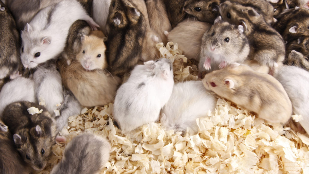 hamster aanschaf