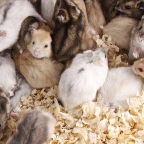 hamster aanschaf