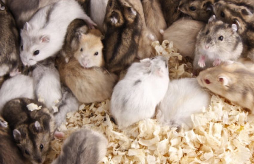 hamster aanschaf