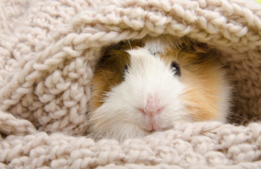 cavia huisvesting
