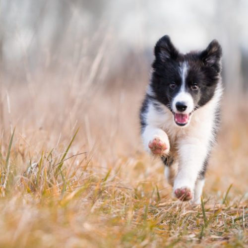 hond honden
