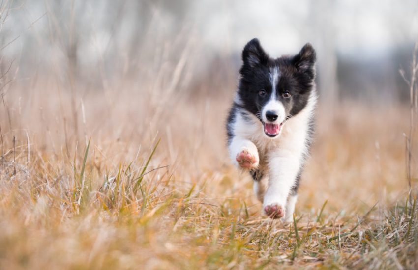 hond honden