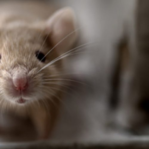 muis huisvesting