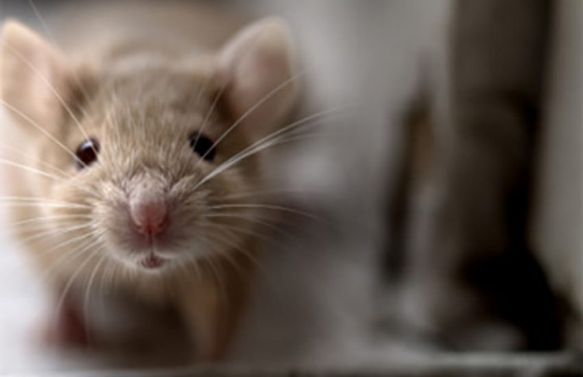 muis huisvesting