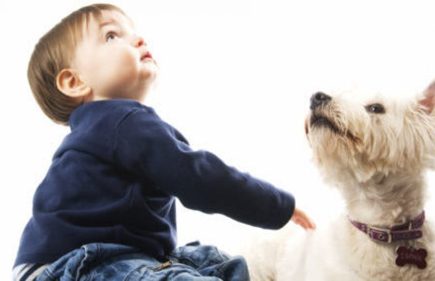 peuter en hond