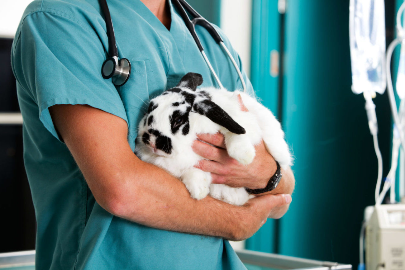 BTW dierenarts verlagen