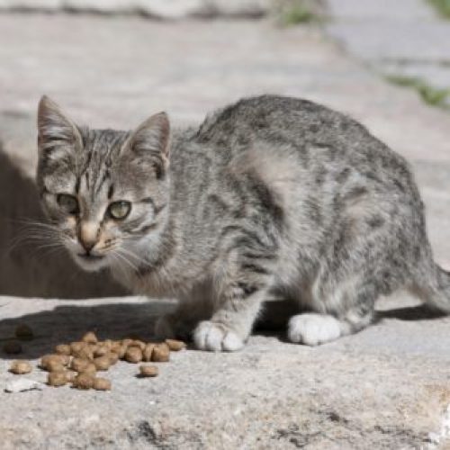 zwerfkatten