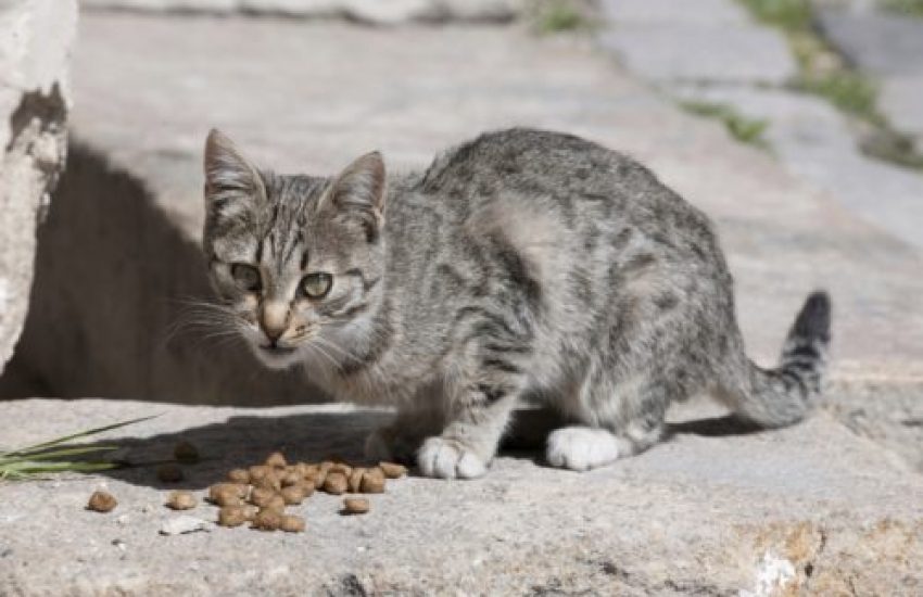 zwerfkatten