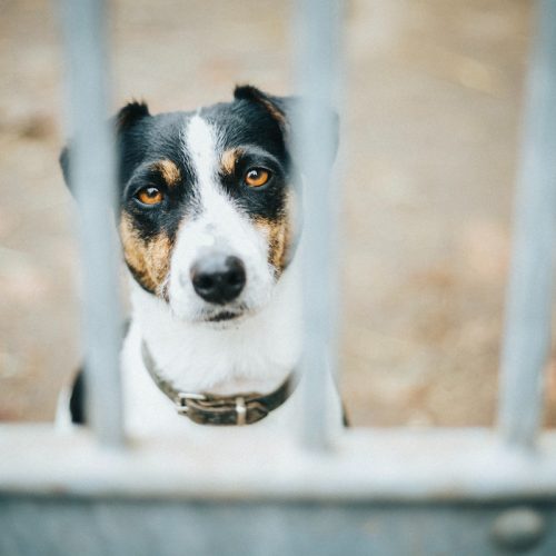 vergeten dieren