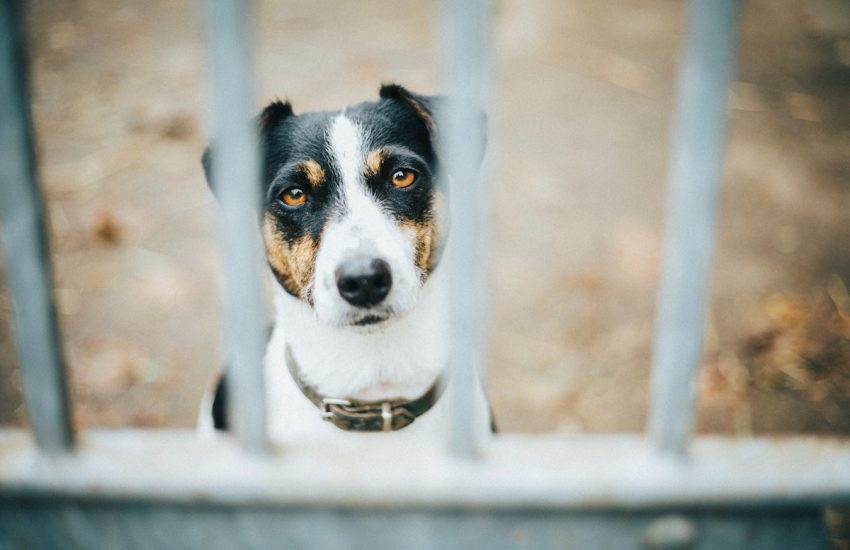 vergeten dieren