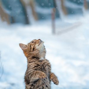 Wintertips