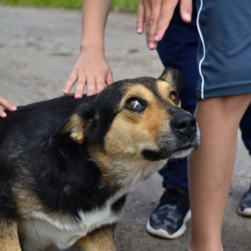 hond bang