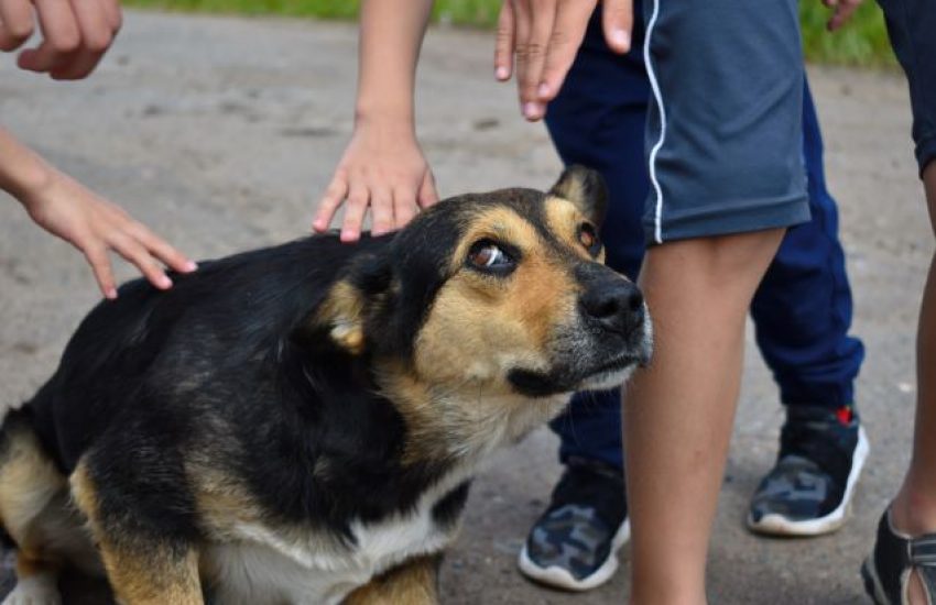 hond bang