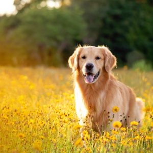 Zomer hond
