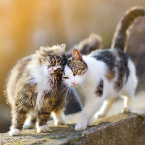 Katten sociaal