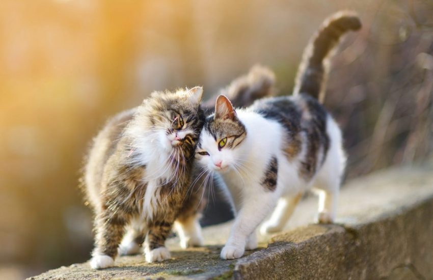 Katten sociaal