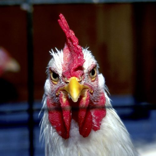 Vogelgriep