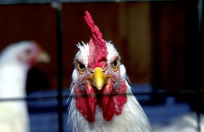 Vogelgriep