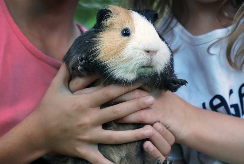 cavia en kinderen